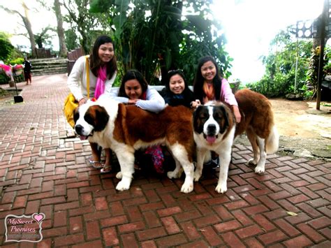 dog in baguio breed|PHOTO COLLECTION: AP Top Photos of the Day, Thursday, .